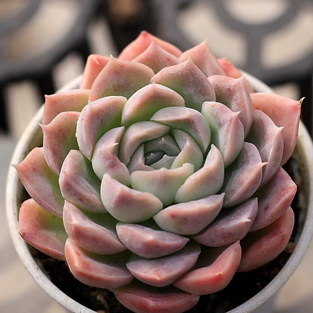 Echeveria Hughmillus Hybrid