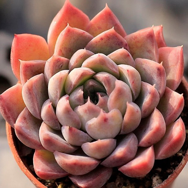Echeveria Spicy