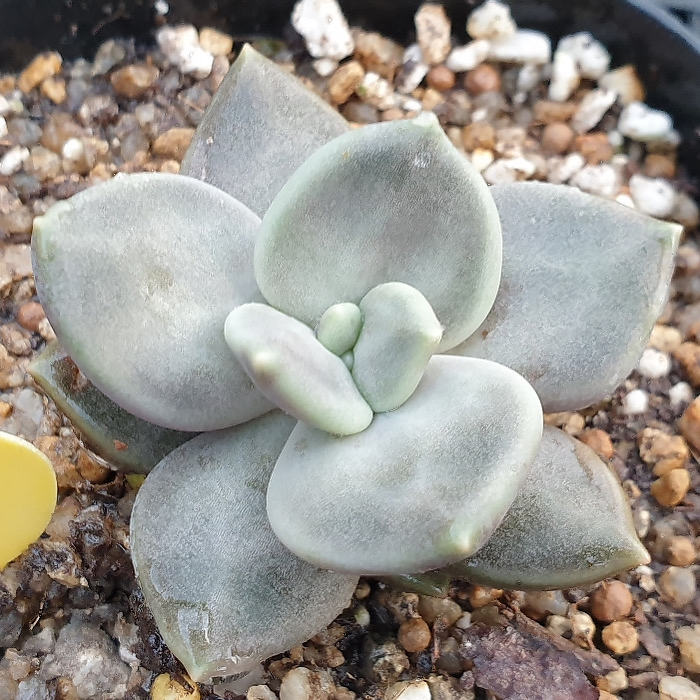 Echeveria Xichuensis