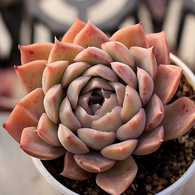 Echeveria Spicy Hybrid