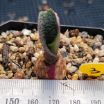 Massonia Pustulate