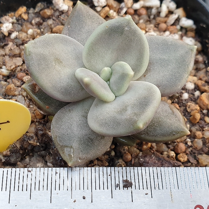 Echeveria Xichuensis