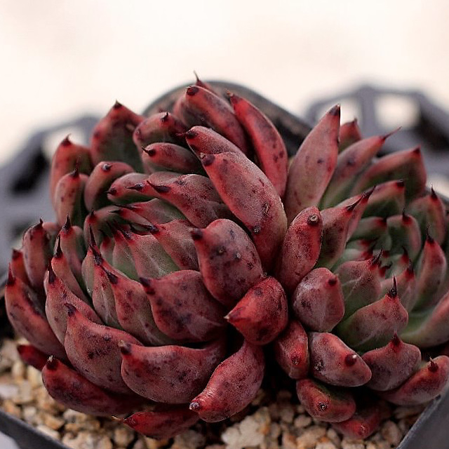 Echeveria Golden Bear