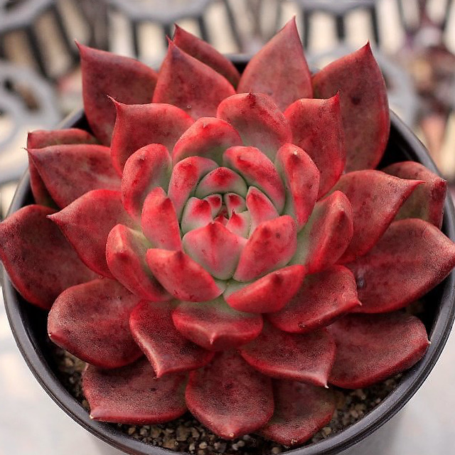 Echeveria Red Plum