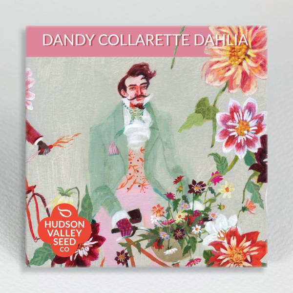 Dandy Collarette Dahlia Seed Pack