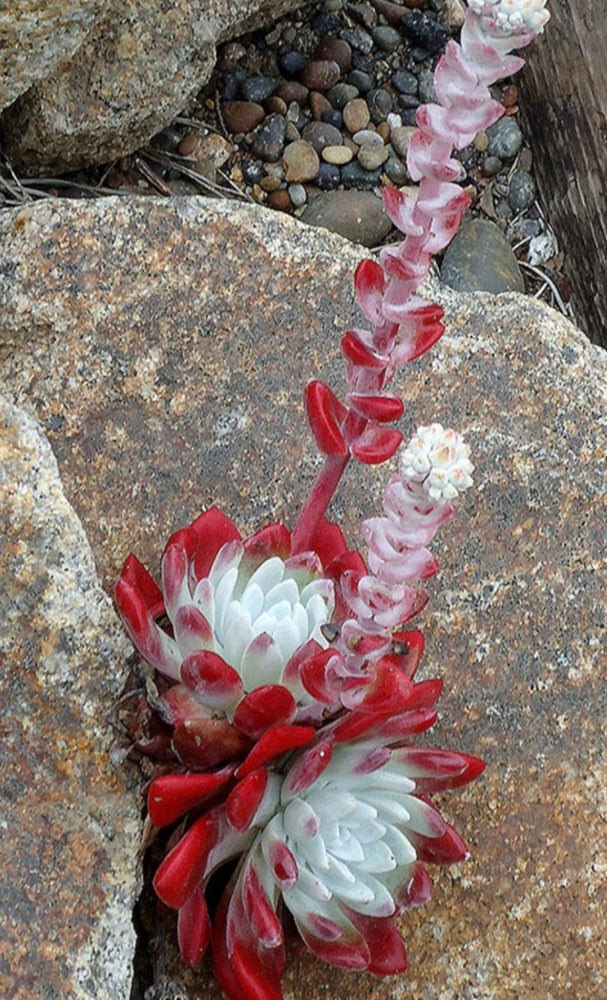 dudleya farinosa succulents PRESALE Echeveria Dudleya Farinosa – Cedar Creek Farmhouse