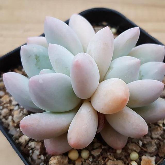 Echeveria Pachyphtum cv Frevel, (Random)