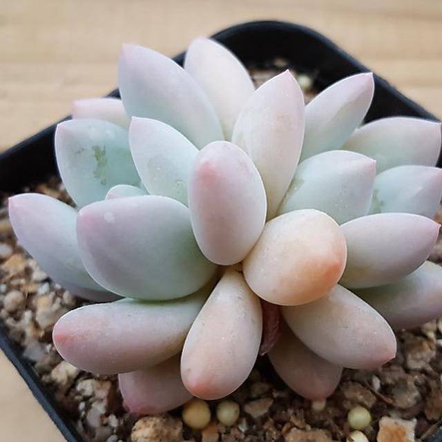 cvs succulents Echeveria Pachyphtum cv Frevel, (Random) – Cedar Creek Farmhouse
